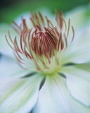 wait for AppleFlower.jpg